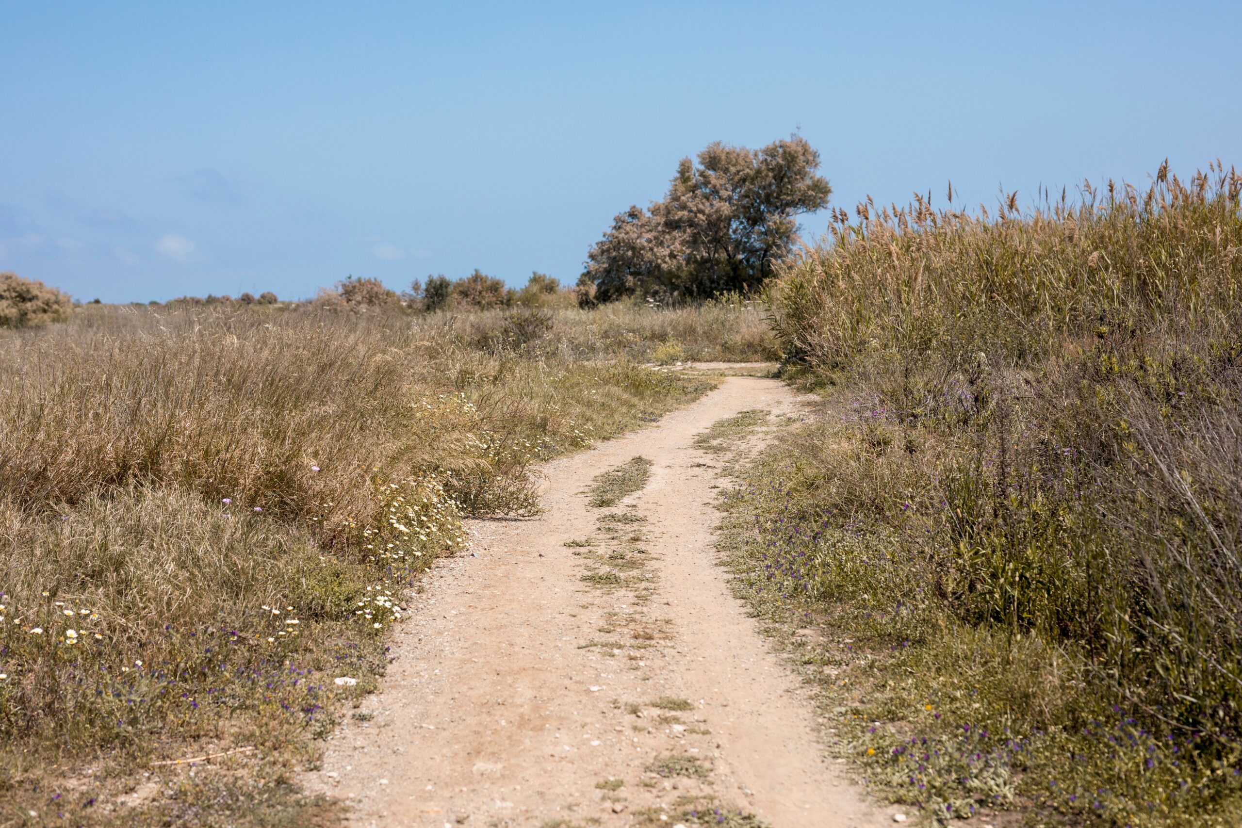 The Goat Path: How Leadership Habits Shape Organisational Performance